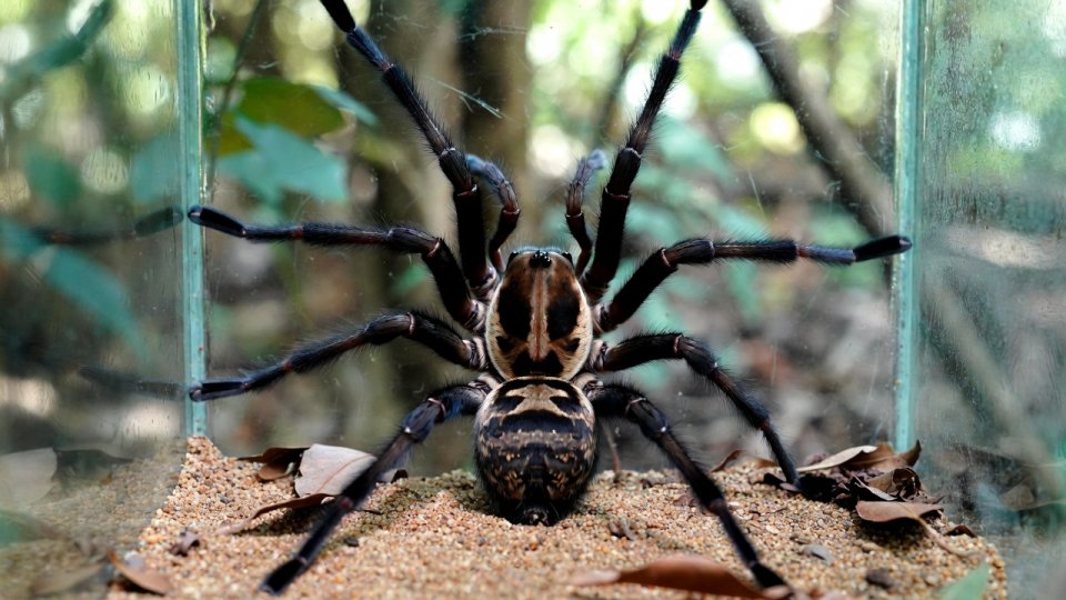 Linienie (ecdysis)